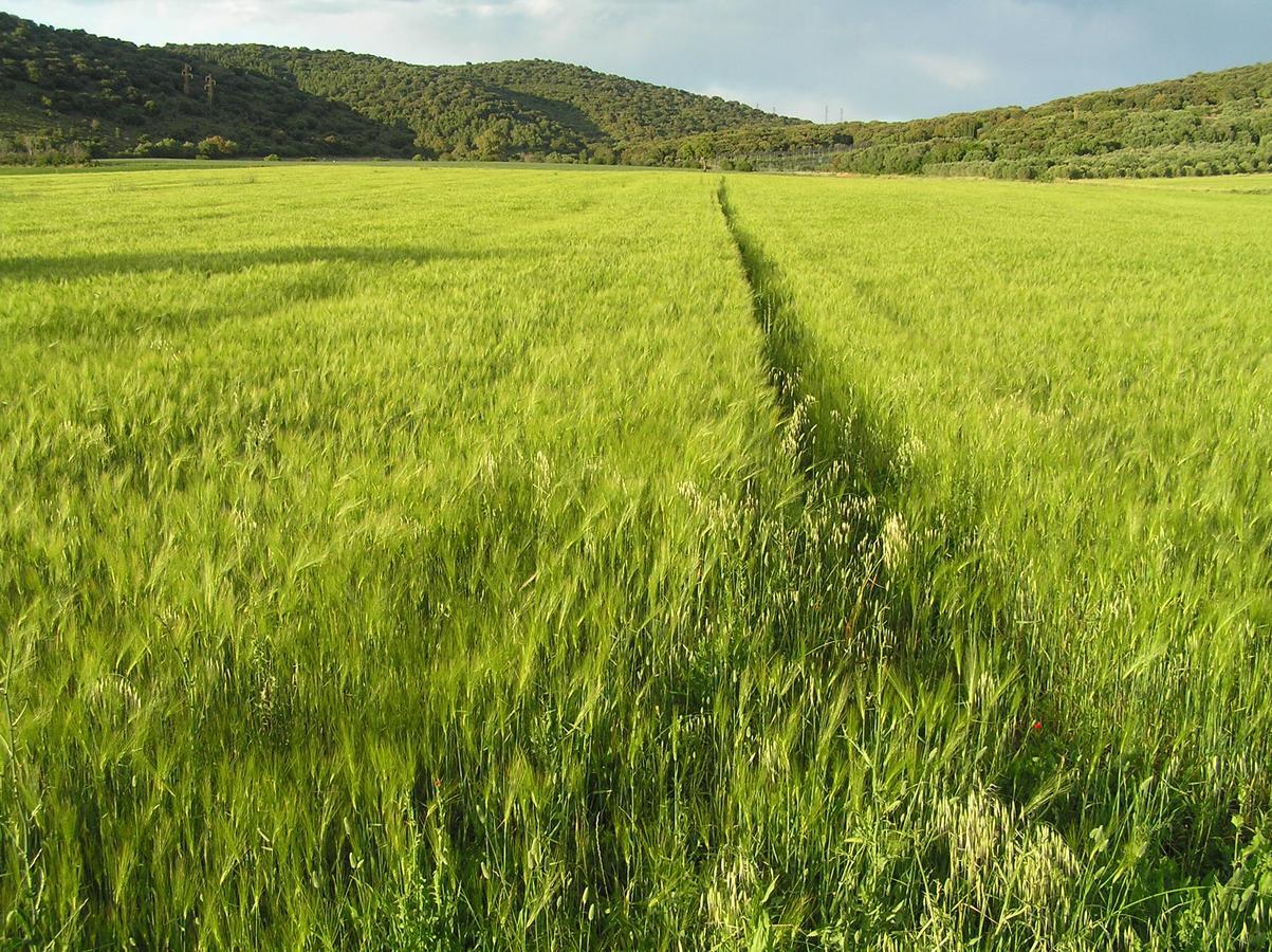 Agriturismo Grazia 오르베텔로 외부 사진
